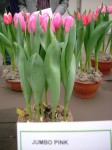 [Jumbo pink 2006_0113Image0048.JPG]